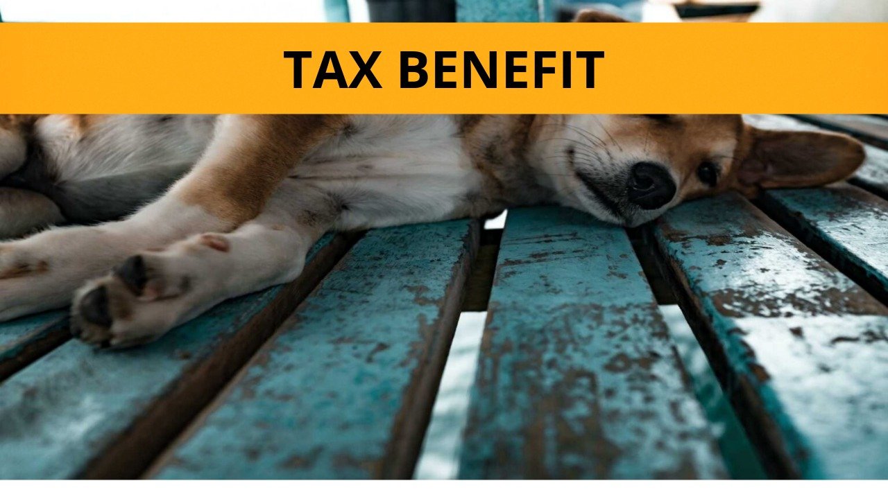 Save Homeless Animals
